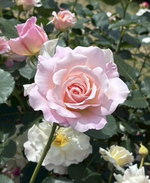 優しく咲くピンクの薔薇のイメージ